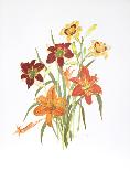 Day Lilies-Marion Sheehan-Framed Collectable Print