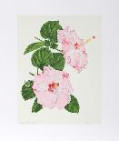 Hibiscus-Marion Sheehan-Collectable Print