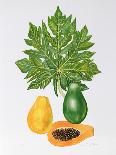 Papaya-Marion Sheehan-Collectable Print