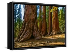 Mariposa Grove, Bachelor and Three Sisters, Yosemite-Anna Miller-Framed Stretched Canvas