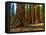 Mariposa Grove, Bachelor and Three Sisters, Yosemite-Anna Miller-Framed Stretched Canvas