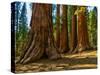 Mariposa Grove, Bachelor and Three Sisters, Yosemite-Anna Miller-Stretched Canvas