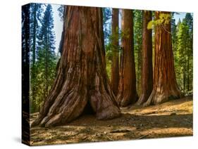 Mariposa Grove, Bachelor and Three Sisters, Yosemite-Anna Miller-Stretched Canvas