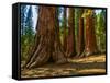 Mariposa Grove, Bachelor and Three Sisters, Yosemite-Anna Miller-Framed Stretched Canvas