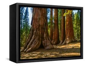 Mariposa Grove, Bachelor and Three Sisters, Yosemite-Anna Miller-Framed Stretched Canvas