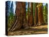 Mariposa Grove, Bachelor and Three Sisters, Yosemite-Anna Miller-Stretched Canvas