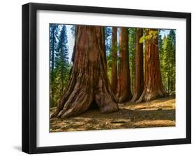 Mariposa Grove, Bachelor and Three Sisters, Yosemite-Anna Miller-Framed Photographic Print