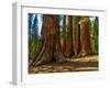 Mariposa Grove, Bachelor and Three Sisters, Yosemite-Anna Miller-Framed Photographic Print