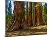 Mariposa Grove, Bachelor and Three Sisters, Yosemite-Anna Miller-Mounted Photographic Print