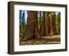 Mariposa Grove, Bachelor and Three Sisters, Yosemite-Anna Miller-Framed Photographic Print