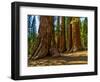 Mariposa Grove, Bachelor and Three Sisters, Yosemite-Anna Miller-Framed Photographic Print