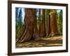 Mariposa Grove, Bachelor and Three Sisters, Yosemite-Anna Miller-Framed Photographic Print