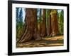 Mariposa Grove, Bachelor and Three Sisters, Yosemite-Anna Miller-Framed Photographic Print