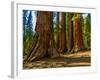 Mariposa Grove, Bachelor and Three Sisters, Yosemite-Anna Miller-Framed Photographic Print