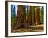 Mariposa Grove, Bachelor and Three Sisters, Yosemite-Anna Miller-Framed Photographic Print