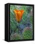 Mariposa Tulip Amid Grizzly Bear Cacti, Death Valley National Park, California, USA-Dennis Flaherty-Framed Stretched Canvas