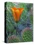 Mariposa Tulip Amid Grizzly Bear Cacti, Death Valley National Park, California, USA-Dennis Flaherty-Stretched Canvas