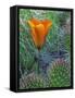 Mariposa Tulip Amid Grizzly Bear Cacti, Death Valley National Park, California, USA-Dennis Flaherty-Framed Stretched Canvas