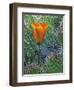 Mariposa Tulip Amid Grizzly Bear Cacti, Death Valley National Park, California, USA-Dennis Flaherty-Framed Photographic Print