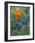 Mariposa Tulip Amid Grizzly Bear Cacti, Death Valley National Park, California, USA-Dennis Flaherty-Framed Photographic Print