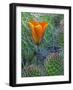 Mariposa Tulip Amid Grizzly Bear Cacti, Death Valley National Park, California, USA-Dennis Flaherty-Framed Photographic Print