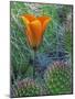 Mariposa Tulip Amid Grizzly Bear Cacti, Death Valley National Park, California, USA-Dennis Flaherty-Mounted Photographic Print