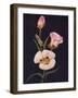 'Mariposa Tulip',  c1915, (1915)-Emma Graham Clock-Framed Giclee Print