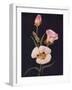 'Mariposa Tulip',  c1915, (1915)-Emma Graham Clock-Framed Giclee Print