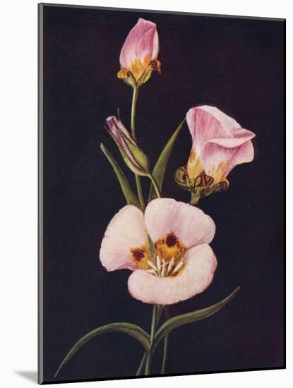 'Mariposa Tulip',  c1915, (1915)-Emma Graham Clock-Mounted Giclee Print