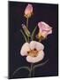 'Mariposa Tulip',  c1915, (1915)-Emma Graham Clock-Mounted Giclee Print