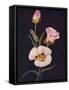 'Mariposa Tulip',  c1915, (1915)-Emma Graham Clock-Framed Stretched Canvas