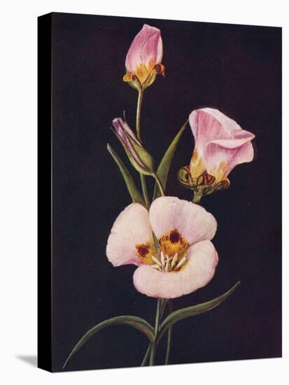 'Mariposa Tulip',  c1915, (1915)-Emma Graham Clock-Stretched Canvas