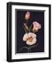 'Mariposa Tulip',  c1915, (1915)-Emma Graham Clock-Framed Giclee Print