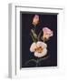 'Mariposa Tulip',  c1915, (1915)-Emma Graham Clock-Framed Giclee Print