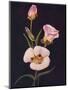 'Mariposa Tulip',  c1915, (1915)-Emma Graham Clock-Mounted Giclee Print