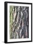 Maritime Pine (Pinus pinaster) close-up of bark, in garden, Cambridgeshire, England-Krystyna Szulecka-Framed Photographic Print