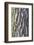 Maritime Pine (Pinus pinaster) close-up of bark, in garden, Cambridgeshire, England-Krystyna Szulecka-Framed Photographic Print