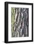 Maritime Pine (Pinus pinaster) close-up of bark, in garden, Cambridgeshire, England-Krystyna Szulecka-Framed Photographic Print