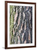 Maritime Pine (Pinus pinaster) close-up of bark, in garden, Cambridgeshire, England-Krystyna Szulecka-Framed Photographic Print