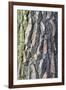 Maritime Pine (Pinus pinaster) close-up of bark, in garden, Cambridgeshire, England-Krystyna Szulecka-Framed Photographic Print