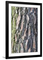 Maritime Pine (Pinus pinaster) close-up of bark, in garden, Cambridgeshire, England-Krystyna Szulecka-Framed Photographic Print