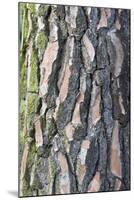 Maritime Pine (Pinus pinaster) close-up of bark, in garden, Cambridgeshire, England-Krystyna Szulecka-Mounted Photographic Print