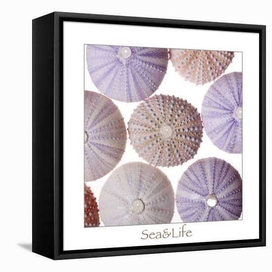 Maritime Still Life, Urchin Shell-Uwe Merkel-Framed Stretched Canvas