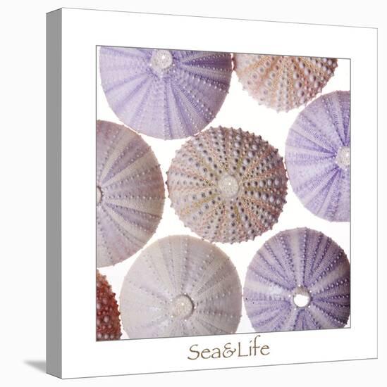 Maritime Still Life, Urchin Shell-Uwe Merkel-Stretched Canvas