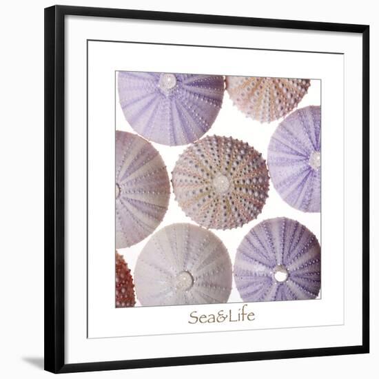 Maritime Still Life, Urchin Shell-Uwe Merkel-Framed Photographic Print