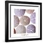 Maritime Still Life, Urchin Shell-Uwe Merkel-Framed Photographic Print