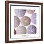 Maritime Still Life, Urchin Shell-Uwe Merkel-Framed Photographic Print