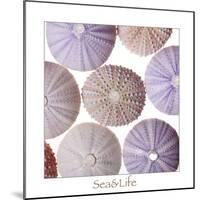 Maritime Still Life, Urchin Shell-Uwe Merkel-Mounted Photographic Print