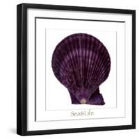 Maritime Still Life with Scallop-Uwe Merkel-Framed Photographic Print