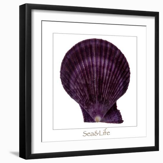 Maritime Still Life with Scallop-Uwe Merkel-Framed Photographic Print